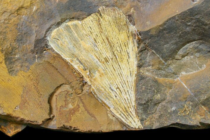 Fossil Ginkgo Leaf From North Dakota - Paleocene #163203
